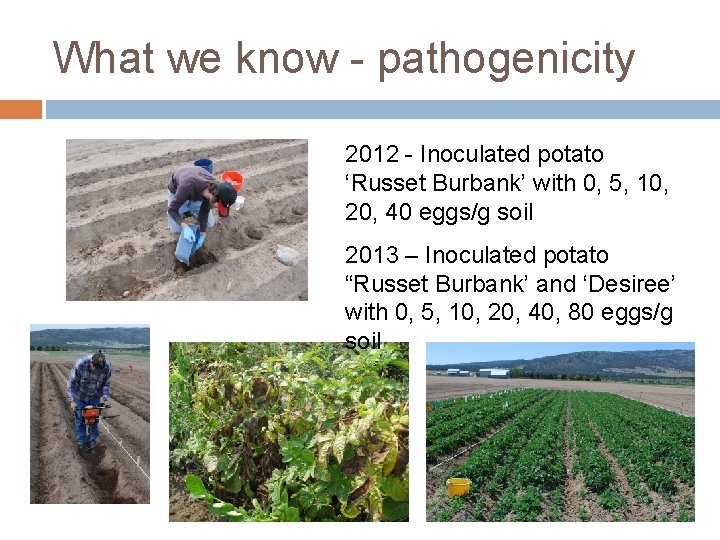 What we know - pathogenicity 2012 - Inoculated potato ‘Russet Burbank’ with 0, 5,