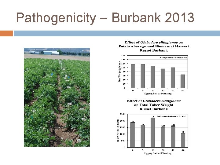 Pathogenicity – Burbank 2013 