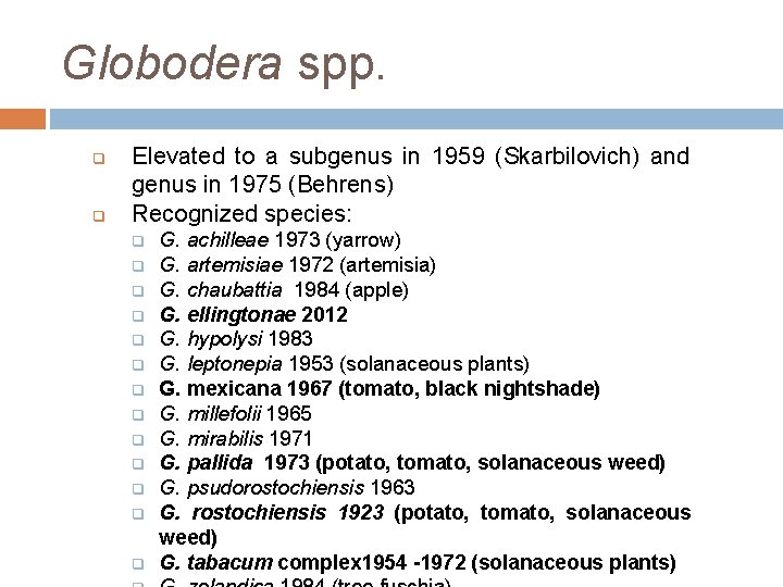 Globodera spp. q q Elevated to a subgenus in 1959 (Skarbilovich) and genus in