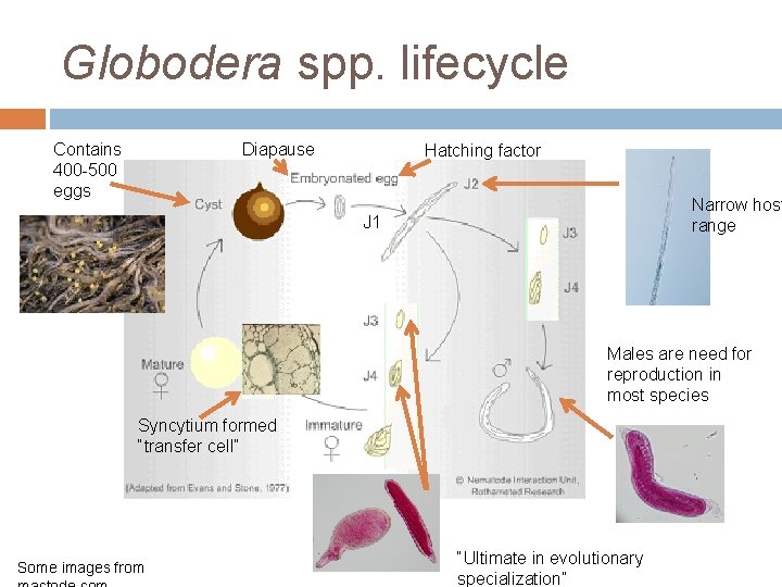 Globodera spp. lifecycle Contains 400 -500 eggs Diapause Hatching factor Narrow host range J