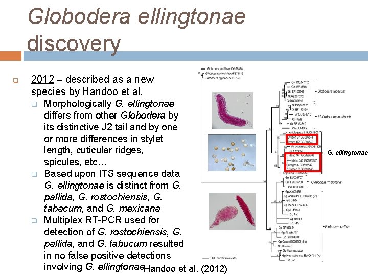 Globodera ellingtonae discovery q 2012 – described as a new species by Handoo et