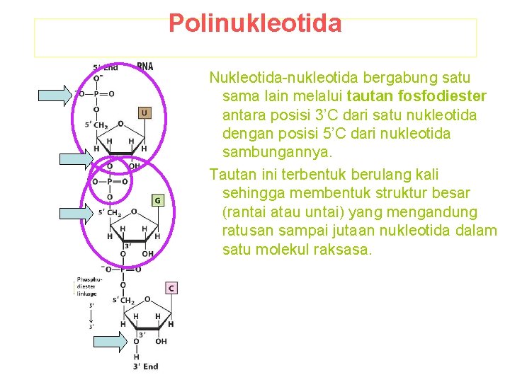 Polinukleotida Nukleotida-nukleotida bergabung satu sama lain melalui tautan fosfodiester antara posisi 3’C dari satu