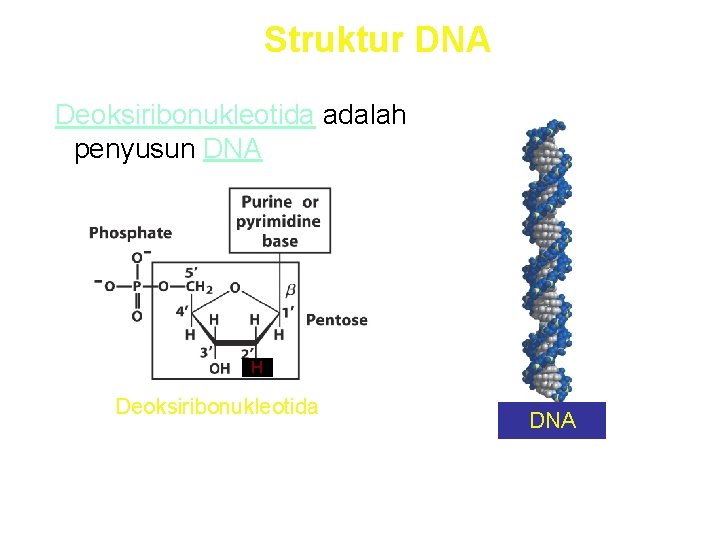 Struktur DNA Deoksiribonukleotida adalah penyusun DNA H Deoksiribonukleotida DNA 