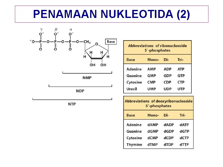 PENAMAAN NUKLEOTIDA (2) 