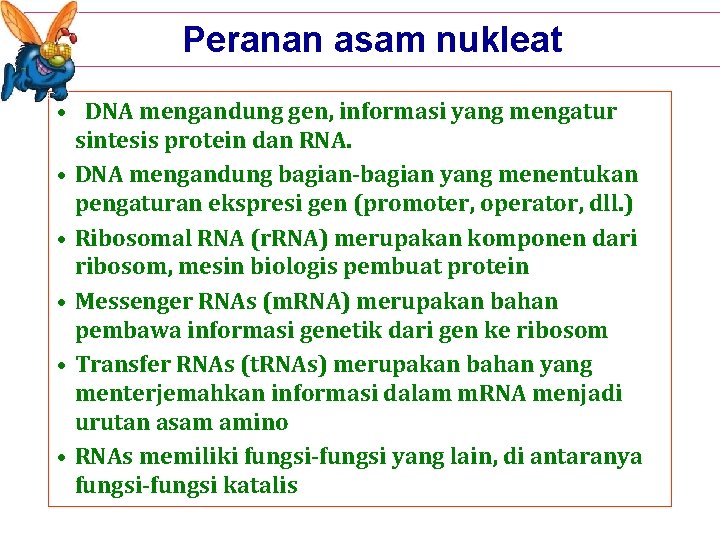 Peranan asam nukleat • DNA mengandung gen, informasi yang mengatur sintesis protein dan RNA.