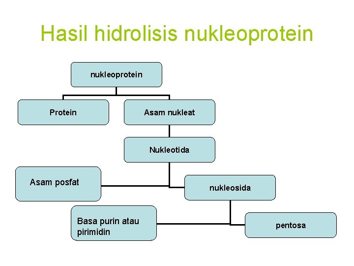 Hasil hidrolisis nukleoprotein Protein Asam nukleat Nukleotida Asam posfat Basa purin atau pirimidin nukleosida