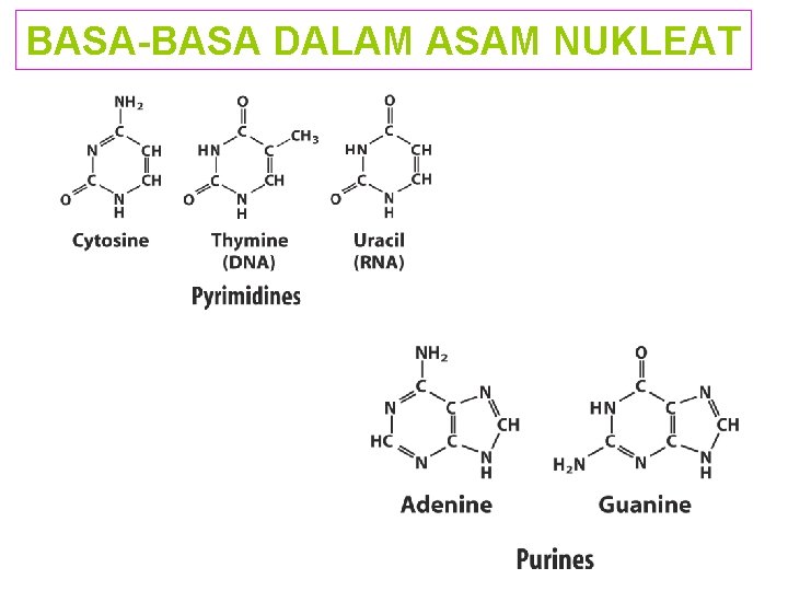 BASA-BASA DALAM ASAM NUKLEAT 