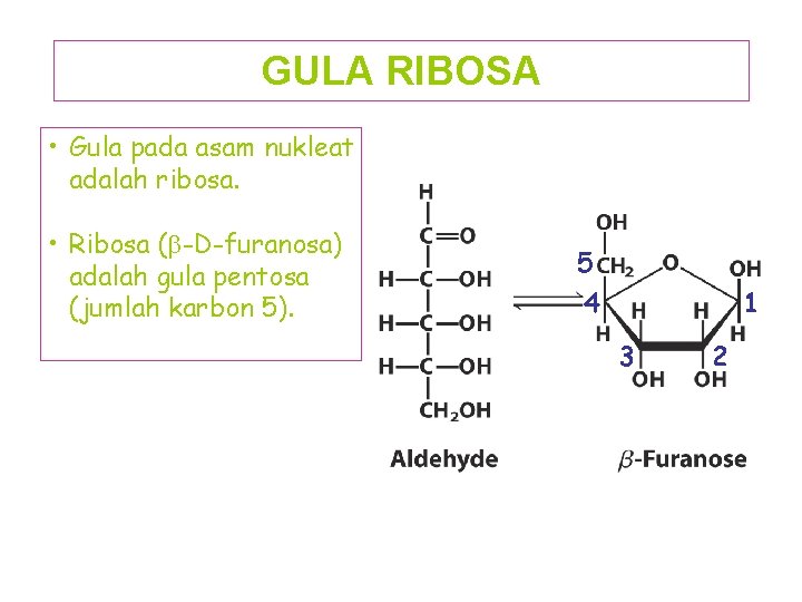 GULA RIBOSA • Gula pada asam nukleat adalah ribosa. • Ribosa (b-D-furanosa) adalah gula