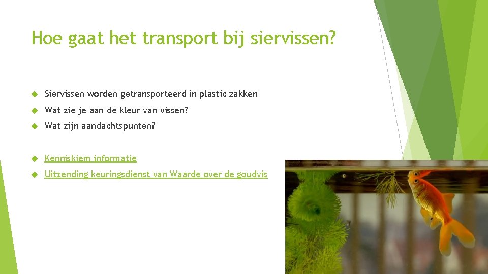 Hoe gaat het transport bij siervissen? Siervissen worden getransporteerd in plastic zakken Wat zie