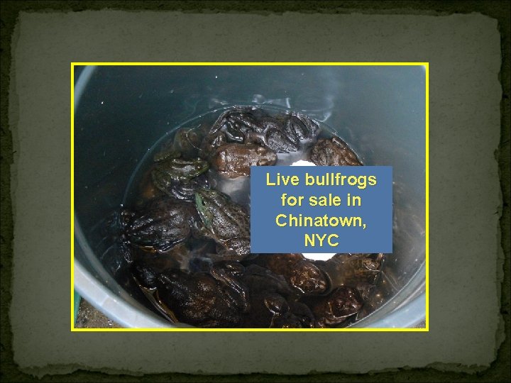 Live bullfrogs for sale in Chinatown, NYC 