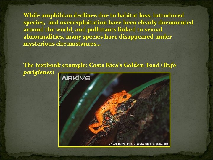 While amphibian declines due to habitat loss, introduced species, and overexploitation have been clearly