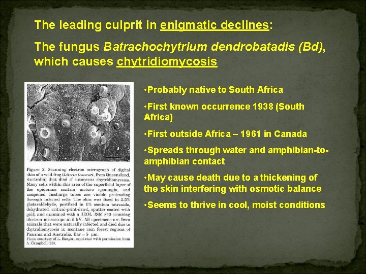 The leading culprit in enigmatic declines: The fungus Batrachochytrium dendrobatadis (Bd), which causes chytridiomycosis