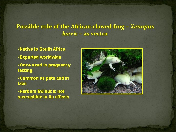 Possible role of the African clawed frog – Xenopus laevis – as vector •