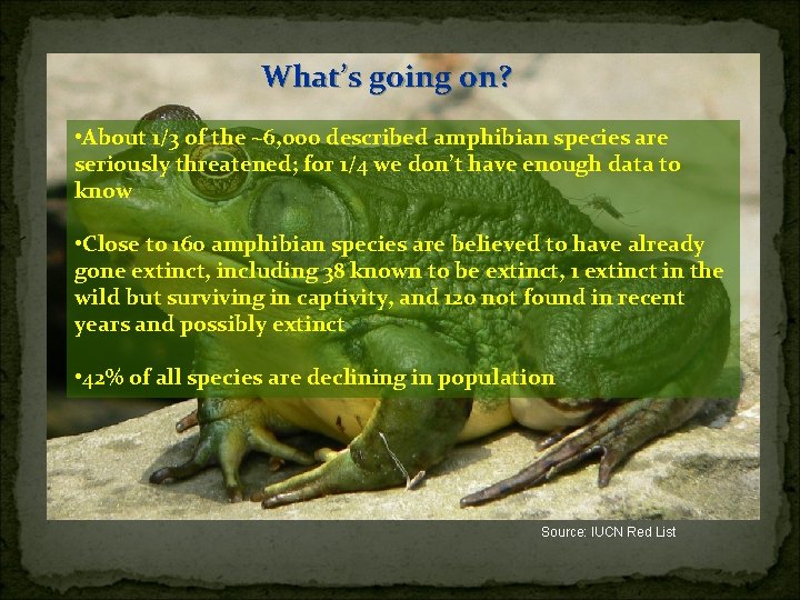 What’s going on? • About 1/3 of the ~6, 000 described amphibian species are