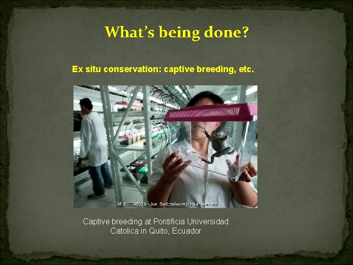 What’s being done? Ex situ conservation: captive breeding, etc. Captive breeding at Pontificia Universidad