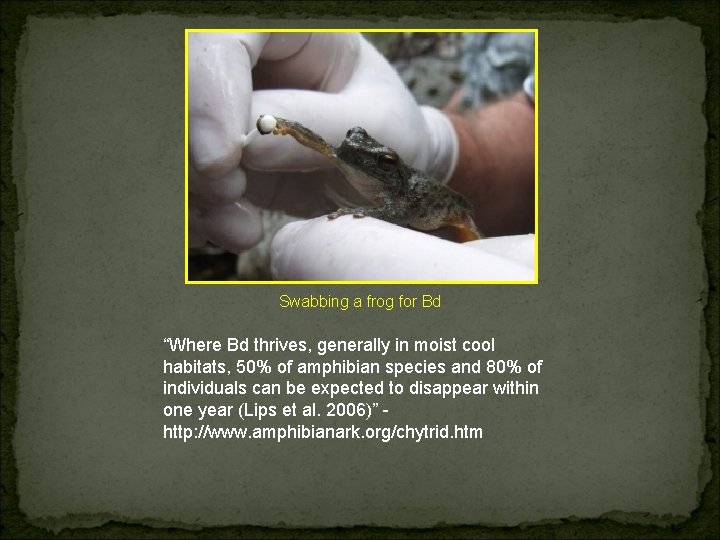 Swabbing a frog for Bd “Where Bd thrives, generally in moist cool habitats, 50%