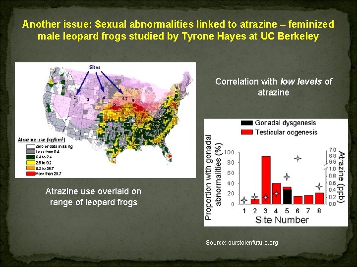 Another issue: Sexual abnormalities linked to atrazine – feminized male leopard frogs studied by