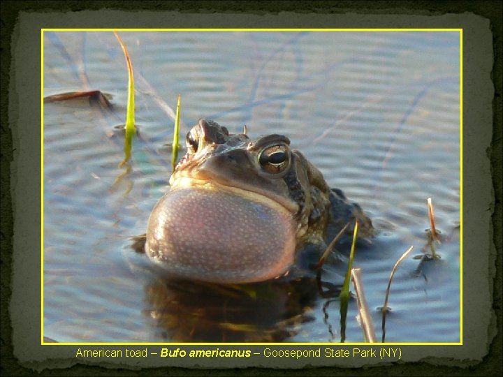 American toad – Bufo americanus – Goosepond State Park (NY) 