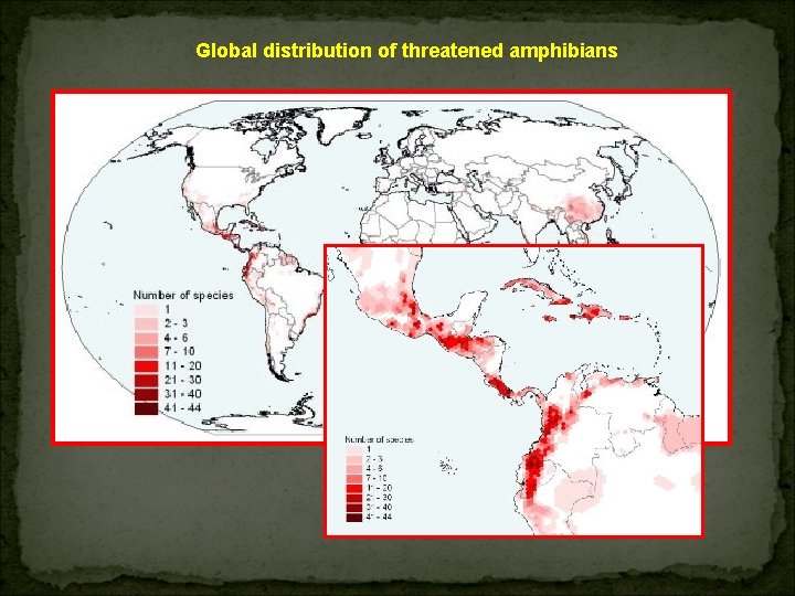 Global distribution of threatened amphibians 