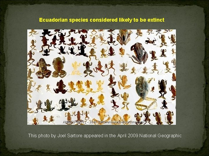 Ecuadorian species considered likely to be extinct This photo by Joel Sartore appeared in