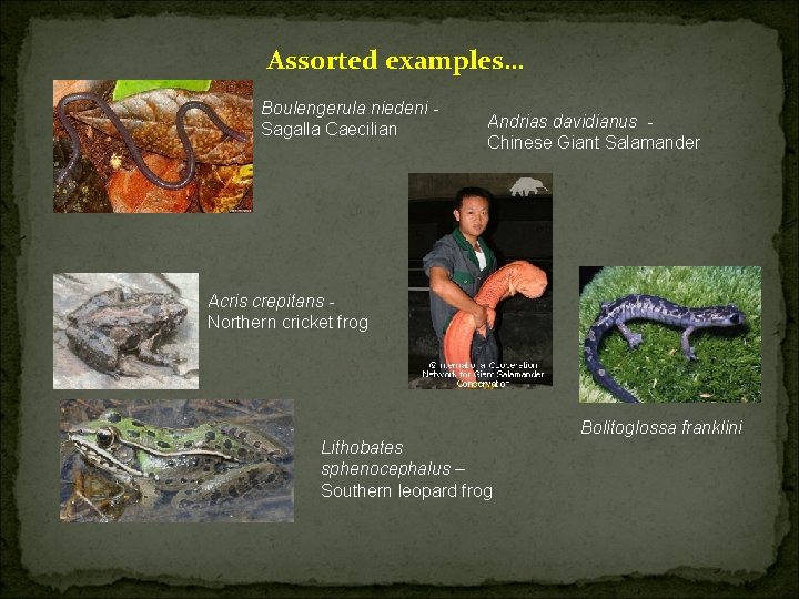 Assorted examples… Boulengerula niedeni Sagalla Caecilian Andrias davidianus Chinese Giant Salamander Acris crepitans Northern
