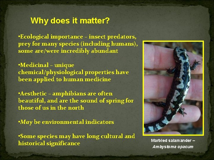 Why does it matter? • Ecological importance – insect predators, prey for many species