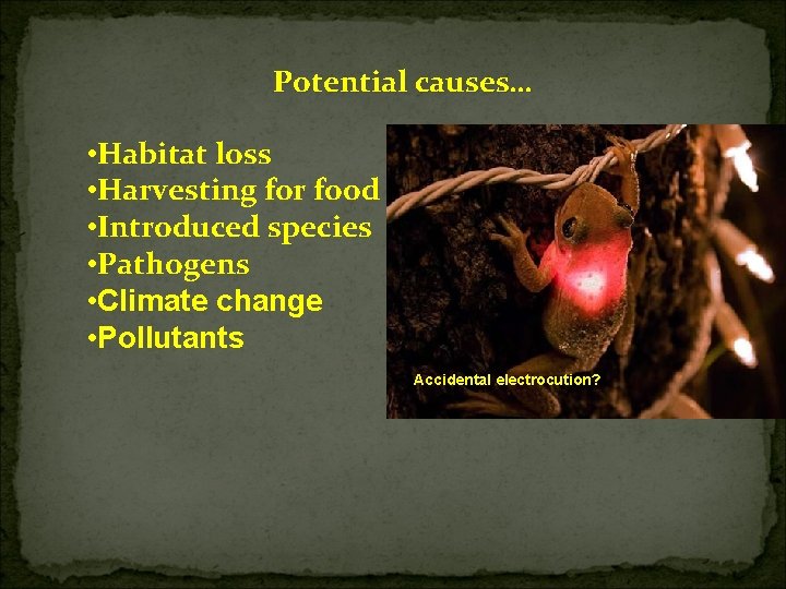 Potential causes… • Habitat loss • Harvesting for food • Introduced species • Pathogens