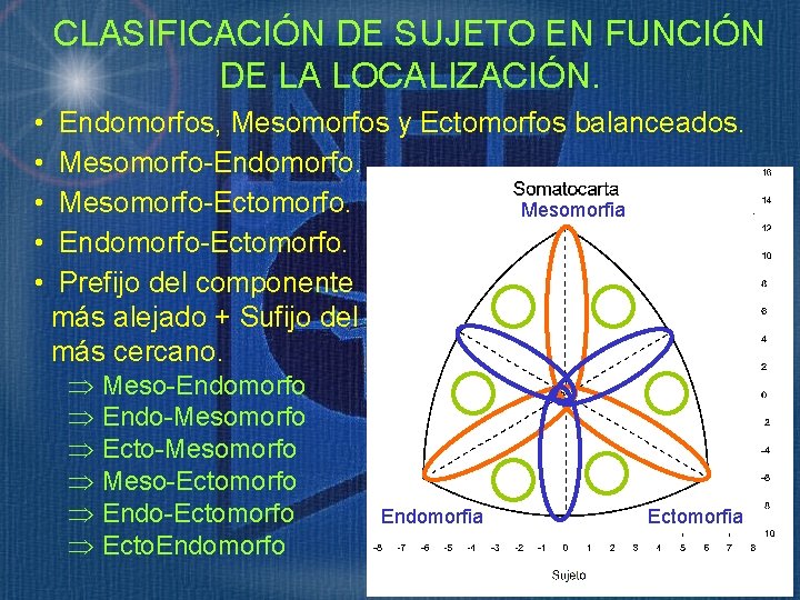 CLASIFICACIÓN DE SUJETO EN FUNCIÓN DE LA LOCALIZACIÓN. • • • Endomorfos, Mesomorfos y