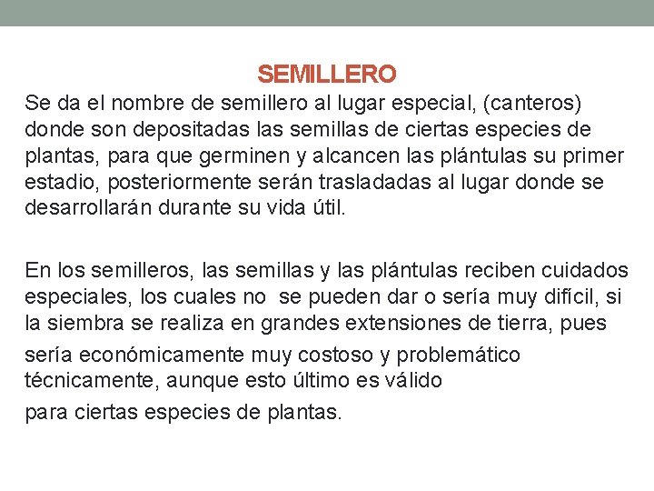 SEMILLERO Se da el nombre de semillero al lugar especial, (canteros) donde son depositadas