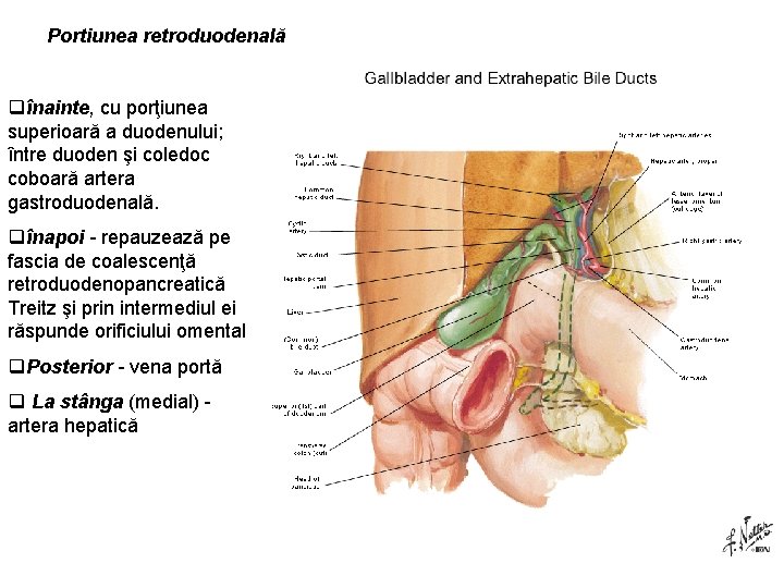 Portiunea retroduodenală qînainte, cu porţiunea superioară a duodenului; între duoden şi coledoc coboară artera