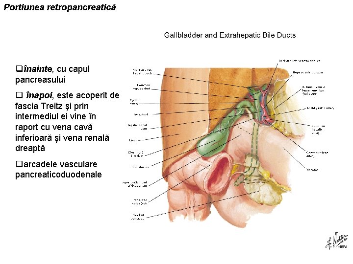 Portiunea retropancreatică qînainte, cu capul pancreasului q înapoi, este acoperit de fascia Treitz şi