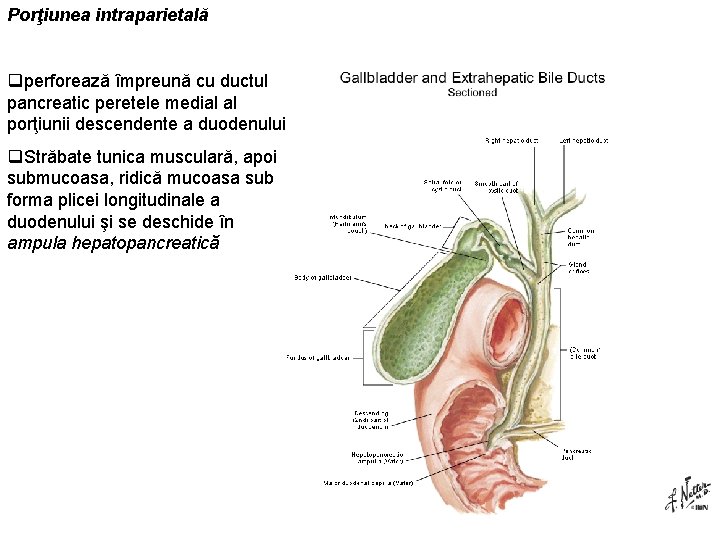 Porţiunea intraparietală qperforează împreună cu ductul pancreatic peretele medial al porţiunii descendente a duodenului