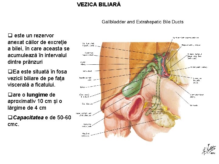 VEZICA BILIARĂ q este un rezervor anexat căilor de excreţie a bilei, în care