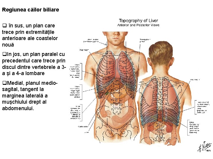 Regiunea căilor biliare q în sus, un plan care trece prin extremităţile anterioare ale