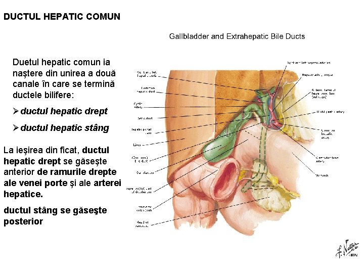 DUCTUL HEPATIC COMUN Duetul hepatic comun ia naştere din unirea a două canale în