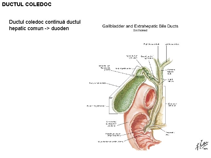 DUCTUL COLEDOC Ductul coledoc continuă ductul hepatic comun -> duoden 