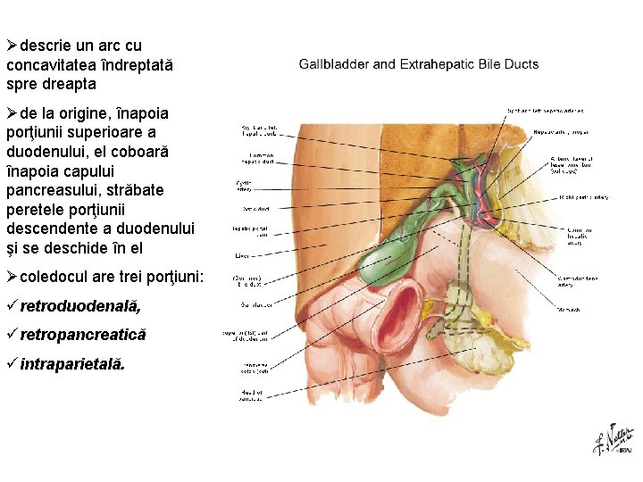 Ødescrie un arc cu concavitatea îndreptată spre dreapta Øde la origine, înapoia porţiunii superioare