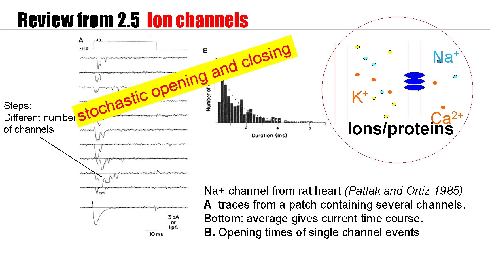 Review from 2. 5 Ion channels d n a g n i n e