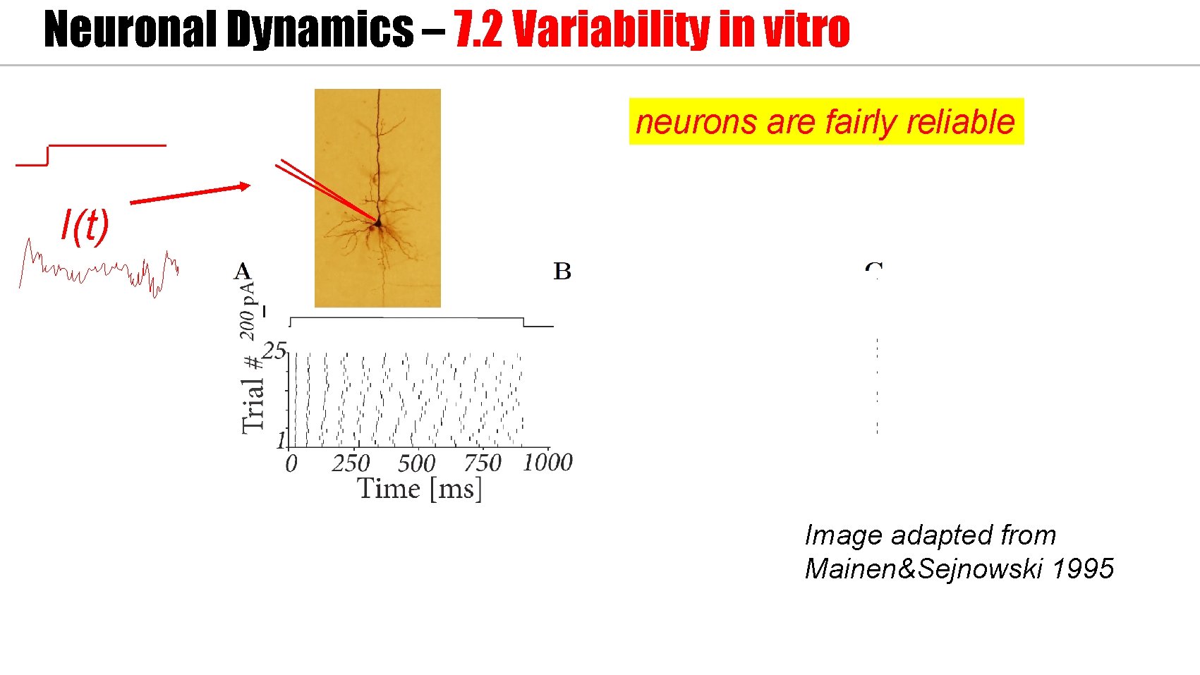 Neuronal Dynamics – 7. 2 Variability in vitro neurons are fairly reliable I(t) Image