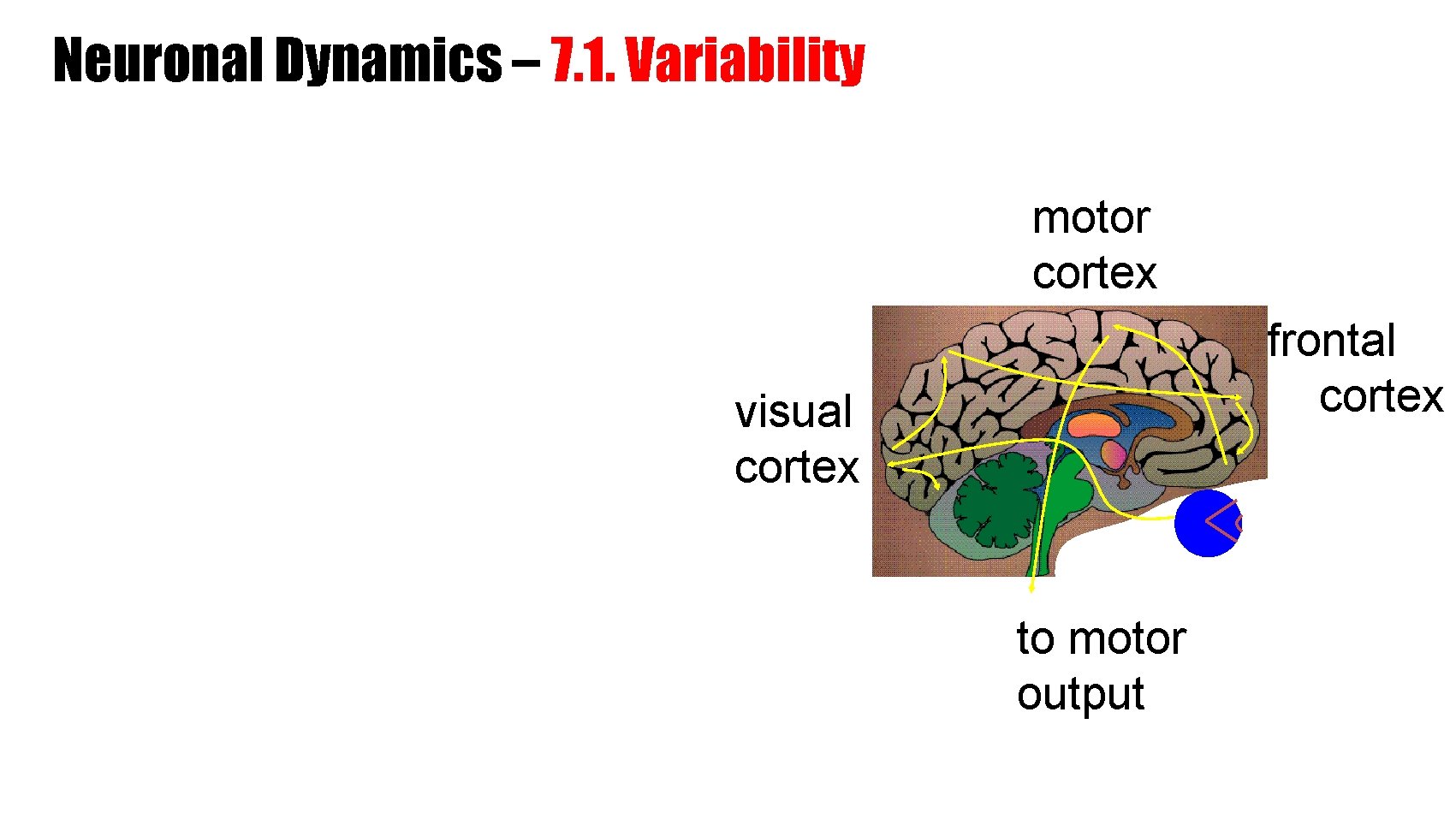 Neuronal Dynamics – 7. 1. Variability motor cortex frontal cortex visual cortex to motor