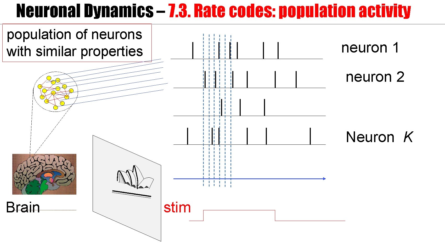 Neuronal Dynamics – 7. 3. Rate codes: population activity population of neurons with similar