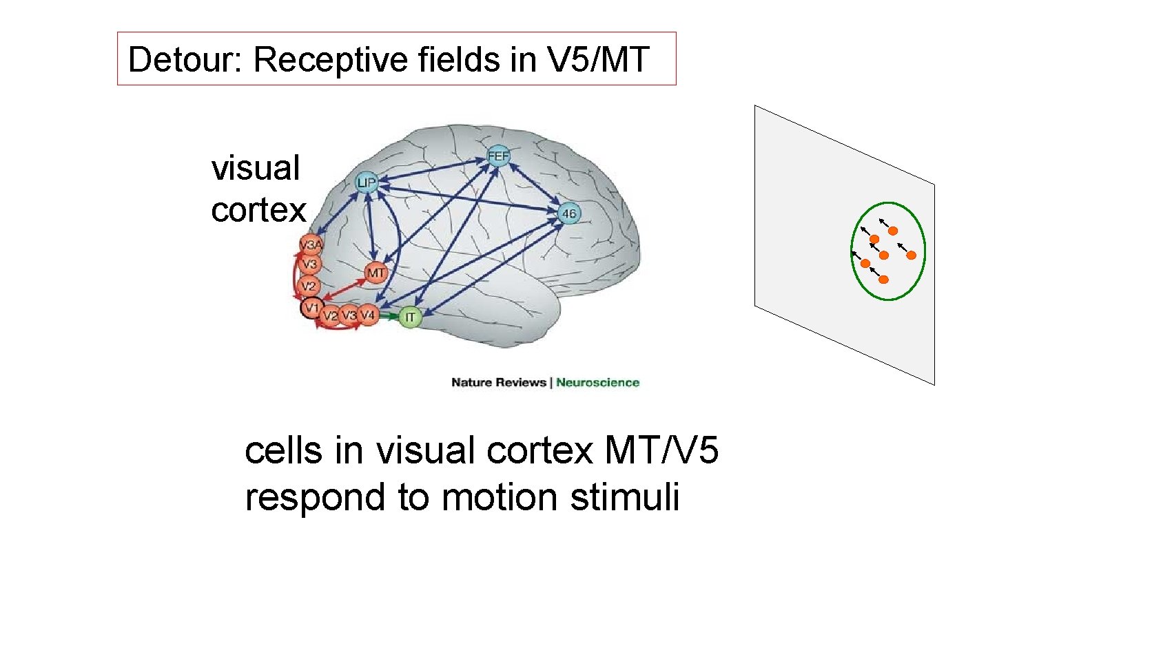 Detour: Receptive fields in V 5/MT visual cortex cells in visual cortex MT/V 5