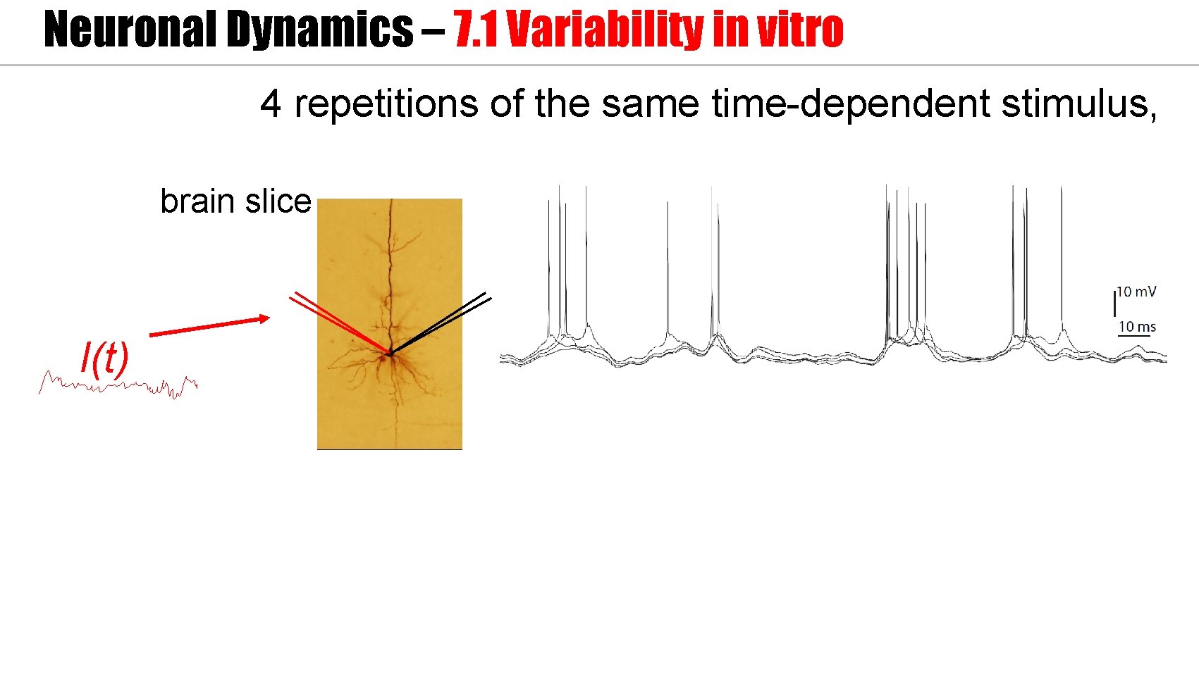 Neuronal Dynamics – 7. 1 Variability in vitro 4 repetitions of the same time-dependent