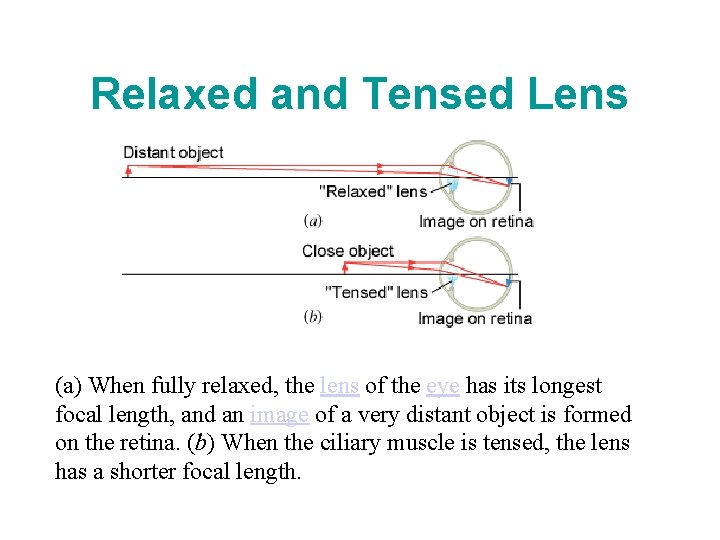 Relaxed and Tensed Lens (a) When fully relaxed, the lens of the eye has