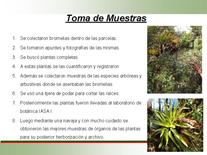 Toma de Muestras 1. Se colectaron bromelias dentro de las parcelas. 2. Se tomaron