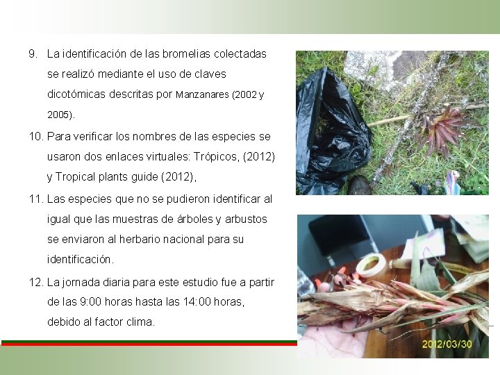 9. La identificación de las bromelias colectadas se realizó mediante el uso de claves