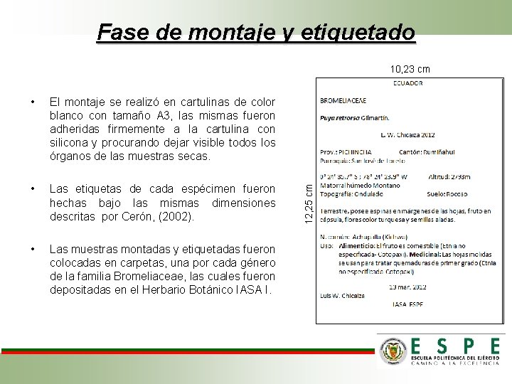 Fase de montaje y etiquetado • El montaje se realizó en cartulinas de color