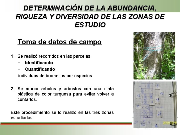 DETERMINACIÓN DE LA ABUNDANCIA, RIQUEZA Y DIVERSIDAD DE LAS ZONAS DE ESTUDIO Toma de