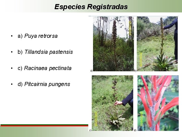 Especies Registradas • a) Puya retrorsa • b) Tillandsia pastensis • c) Racinaea pectinata