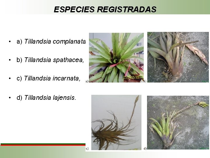 ESPECIES REGISTRADAS • a) Tillandsia complanata • b) Tillandsia spathacea, • c) Tillandsia incarnata,